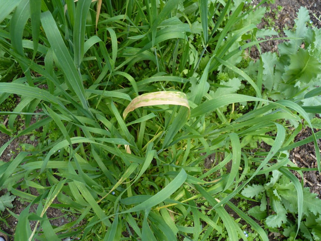 wheat yellowing leaves