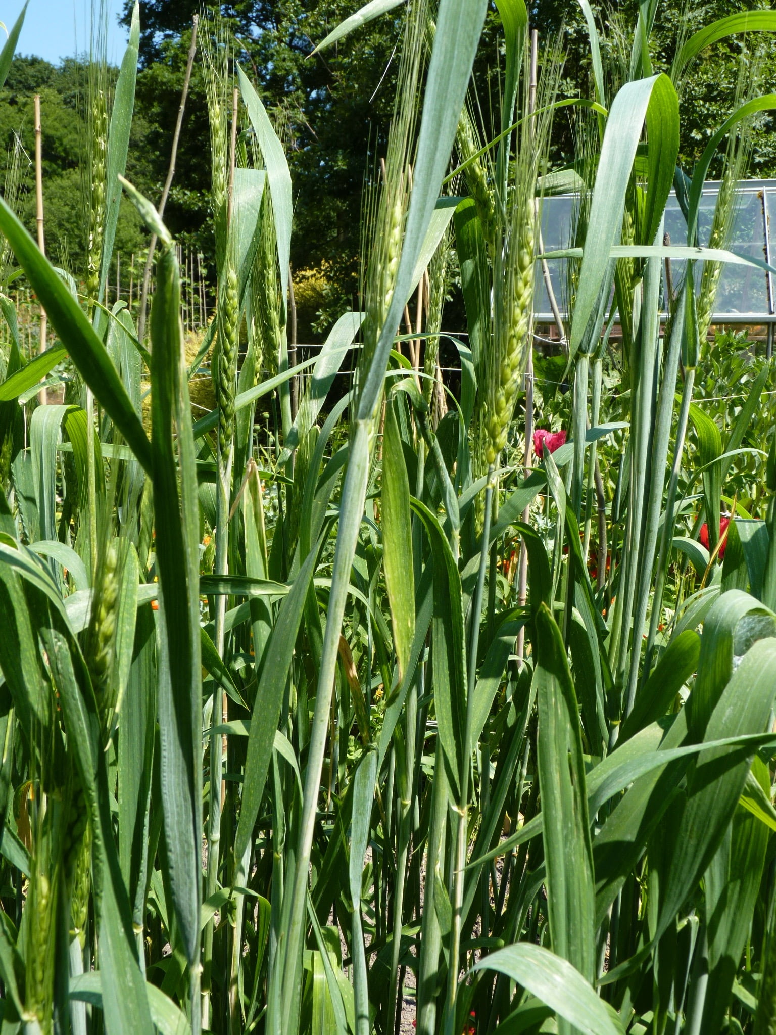 Veg Patch Loaf Instalment 6 The Ears Are Filling Veg Patch Kitchen 