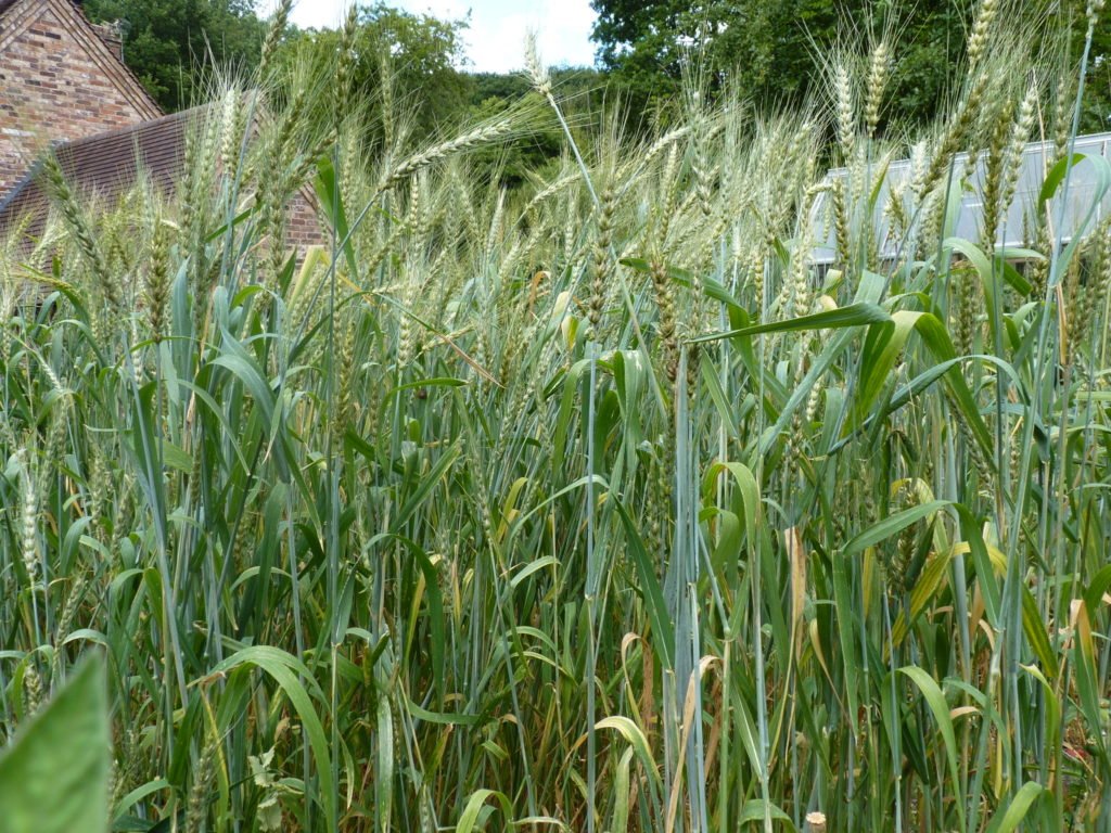 Wheat in garden